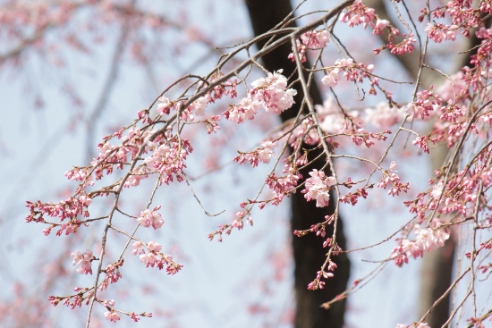 1788-12.4.2京都府庁中庭祇園しだれ桜アップ　左へ枝垂れる枝.jpg